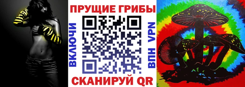 где найти   Тосно  Галлюциногенные грибы Psilocybe 
